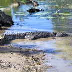 _800Mt Borradaile - Cooper Creek_5644_m_Crocodile